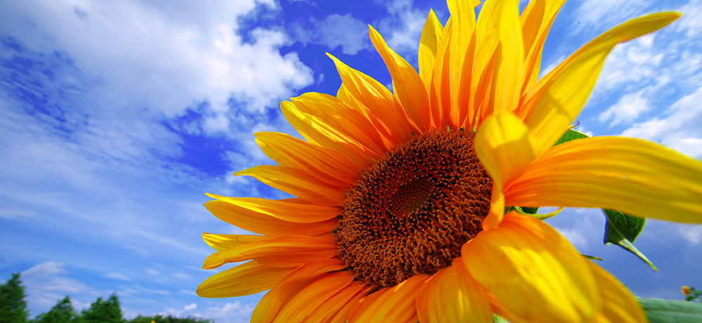 藤井香織税理士事務所